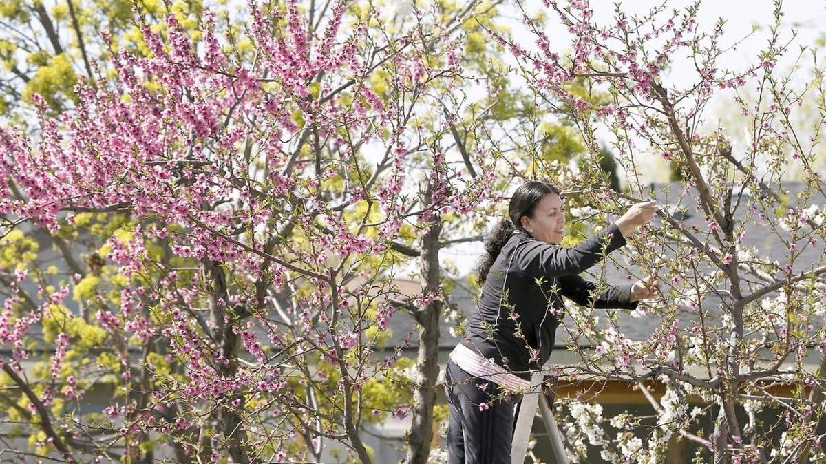 Griselda Romero of Pasco climbs a ladder Thursday afternoon to thin blossoms from a nectarine and cherry tree in the backyard of her home in the 300 block of North Pennie Avenue. Recent springlike weather conditions have encouraged growth in lawns, plants, trees and flowers around the Mid-Columbia. Forecasters predict continued high temperatures in the 70s with sunny or mostly sunny conditions for the next several days.