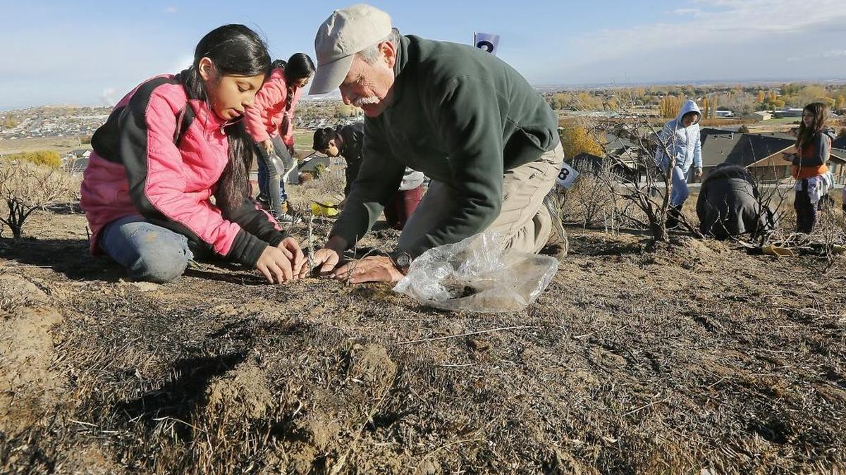 Fifth-grade student Joselyn Ramirez-Parra, left, and volunteer Ernie Crediford, of the Columbia Basin Native Plant Society, work together Friday morning planting sagebrush in the burned area of Candy Mountain in West Richland. About 100 students from Robert Frost Elementary in Pasco helped with the replanting project. Teacher Linnea Banta, AmeriCorps tutor Erin Davis and Gretchen Graber of the plant society organized the field trip. About 250 acres of hillside burned in September. Watch a video at tricityherald.com/video.