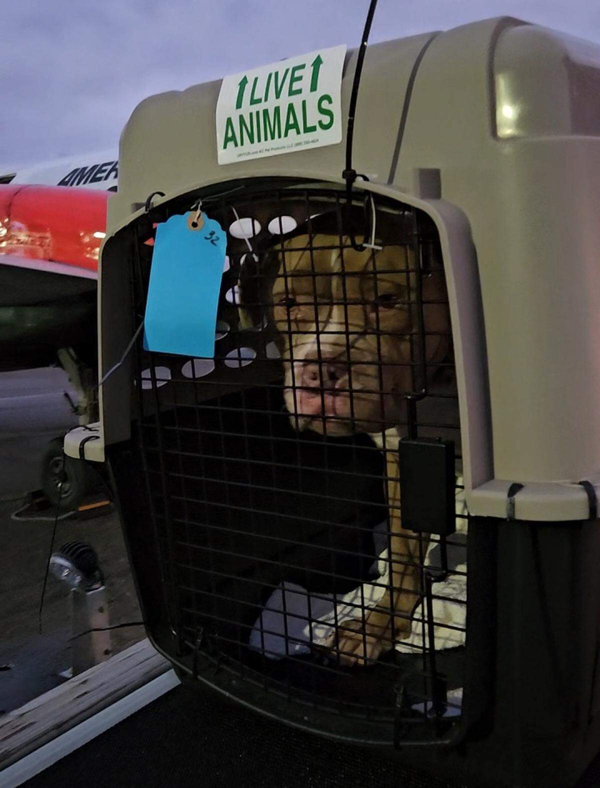 A dog arrives in Seattle from Los Angeles to be sheltered at Seattle Humane.
