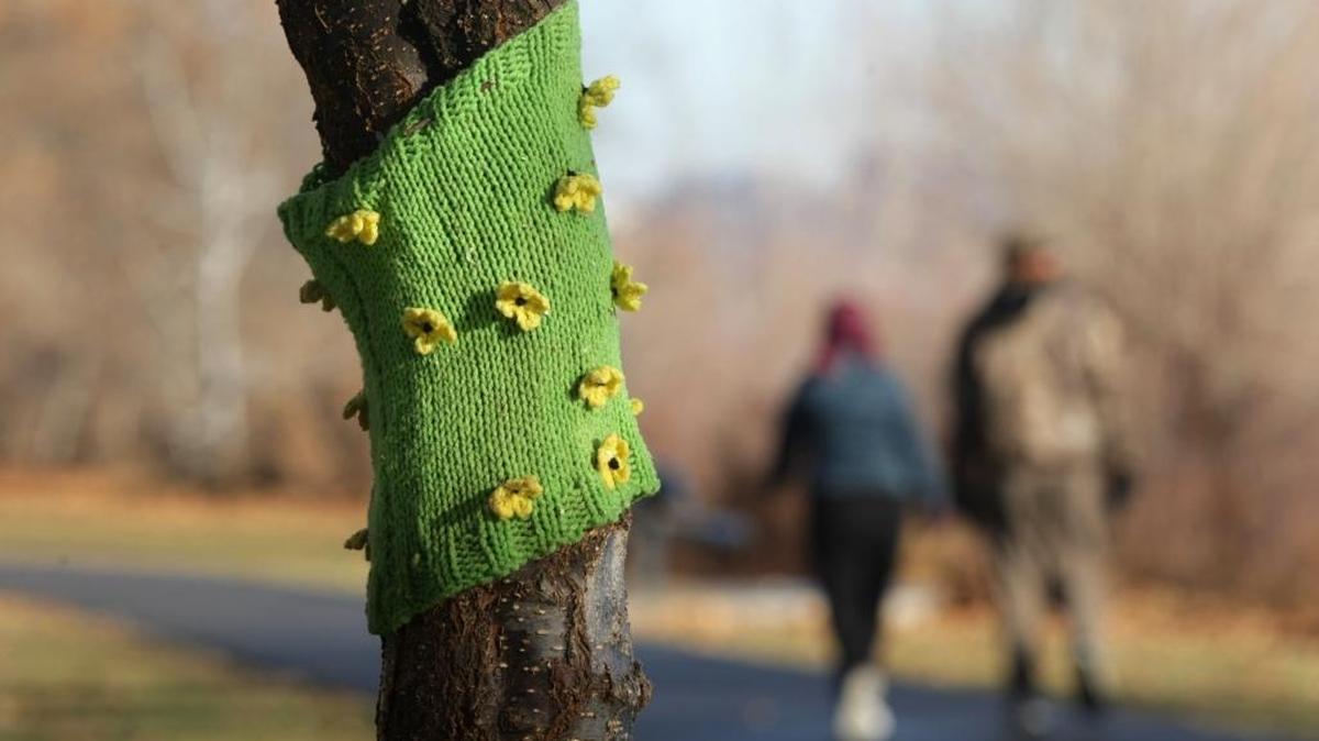 The third-annual “Sweater Weather Community Fiber Art Project” in Richland is looking for participants. This year, the yarn-inspired tree wrap project will be on the grounds of the Richland Public Library.