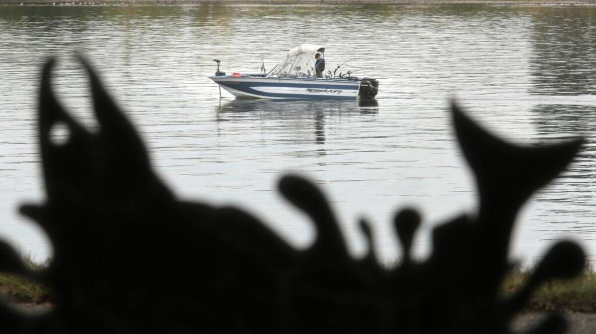 Anglers can expect salmon runs in Washington state to be similar to 2021, according to the Washington state Department of Fish and Wildlife, as it starts the process of setting fishing seasons. The fall chinook returning to the Columbia River to spawn will continue to be well below the 10-year average and a little below last year, the agency said.
