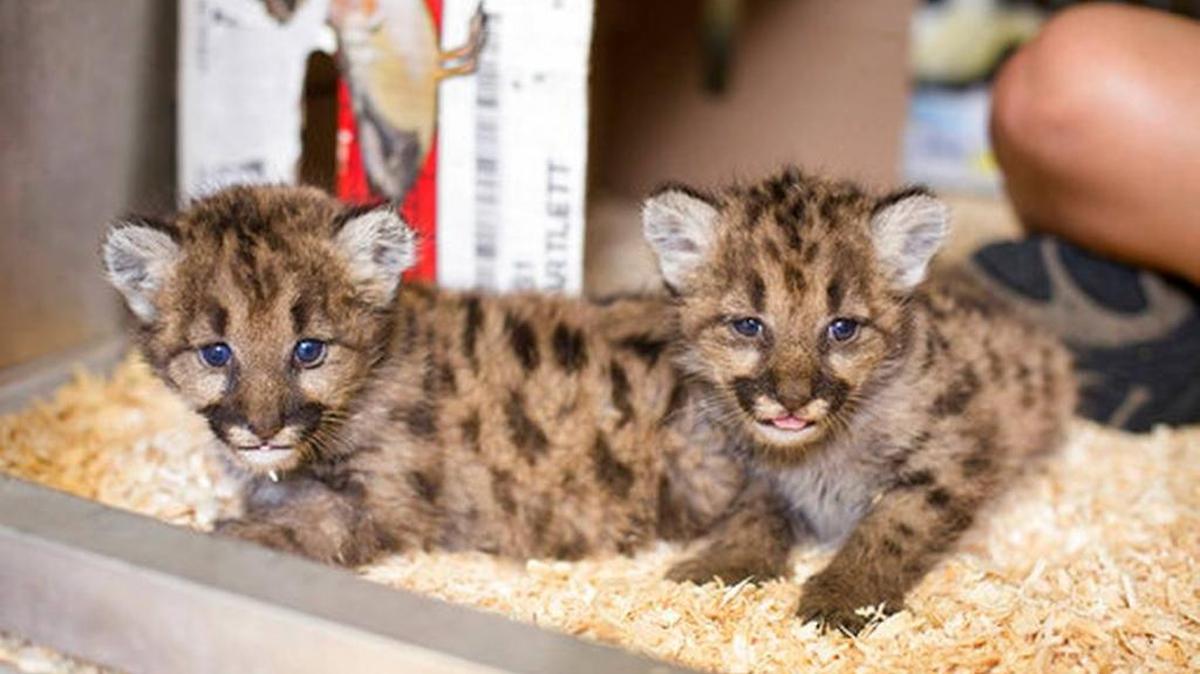The two youngest of three cougar cubs from Washington state now have homes in the Toledo (Ohio) Zoo after a hunting accident near Colville in September.