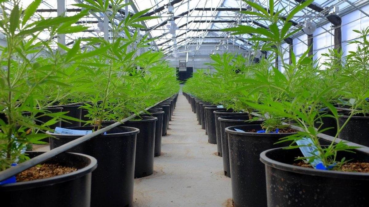 With 97 percent of Benton County ballots counted, 52 percent of voters favor allowing marijuana business in Benton City.