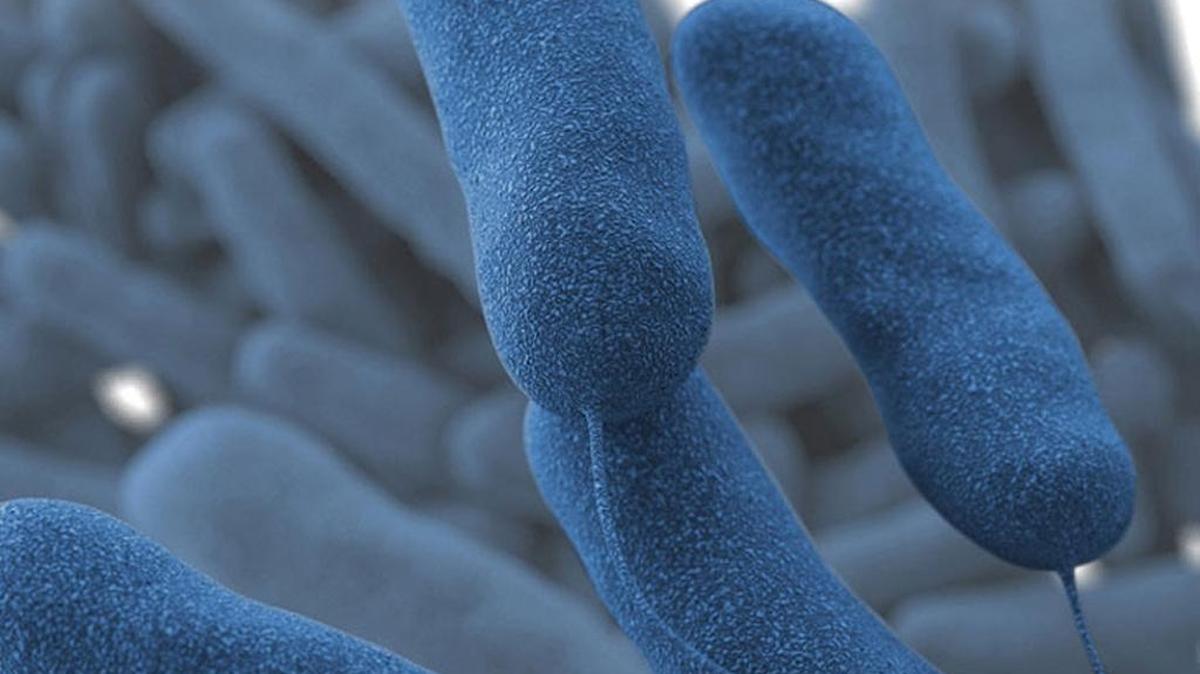 Legionnaire’s disease is a type of pneumonia, with symptoms typical of other types of pneumonia. They can include coughing, shortness of breath, fever, muscle aches and headaches. The bacteria was named after an outbreak of pneumonia at an American Legion convention in Philadelphia in 1976.
