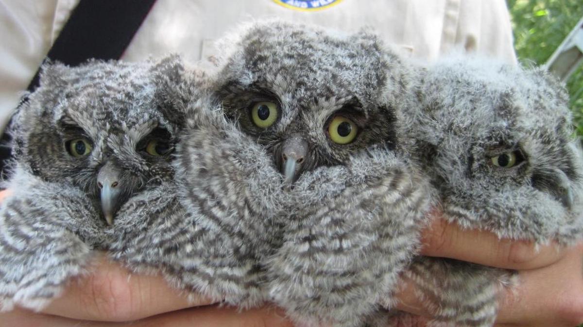Jason Fidorra, a wildlife biologist from the Washington State Department of Wildlife, holds three owlets taken from a nest for banding. A webcam installed by volunteer Dale Schielke in their nest box has allowed the public to follow their growth.