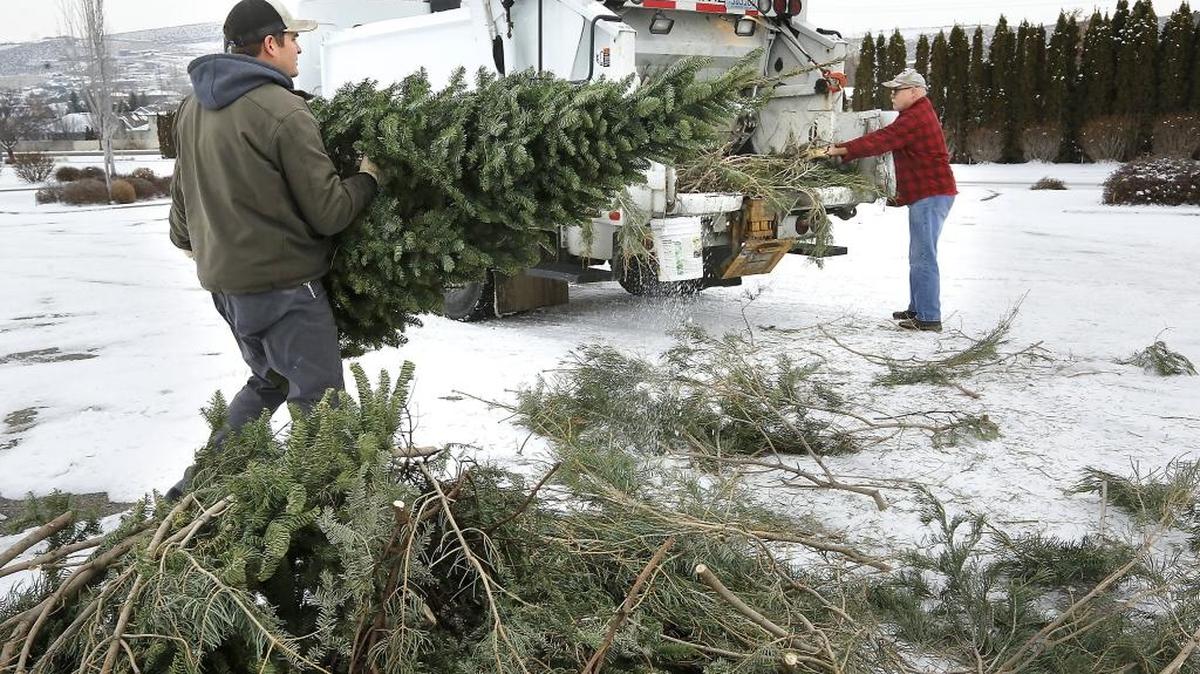 Richland city employees Cody Roos, left, and Loyd Daniels haul away discarded Christmas trees Thursday from the parking lot of Badger Mountain Community Park even though the park is no longer a drop-off site. Trees should be taken to the landfill or left on your curb.