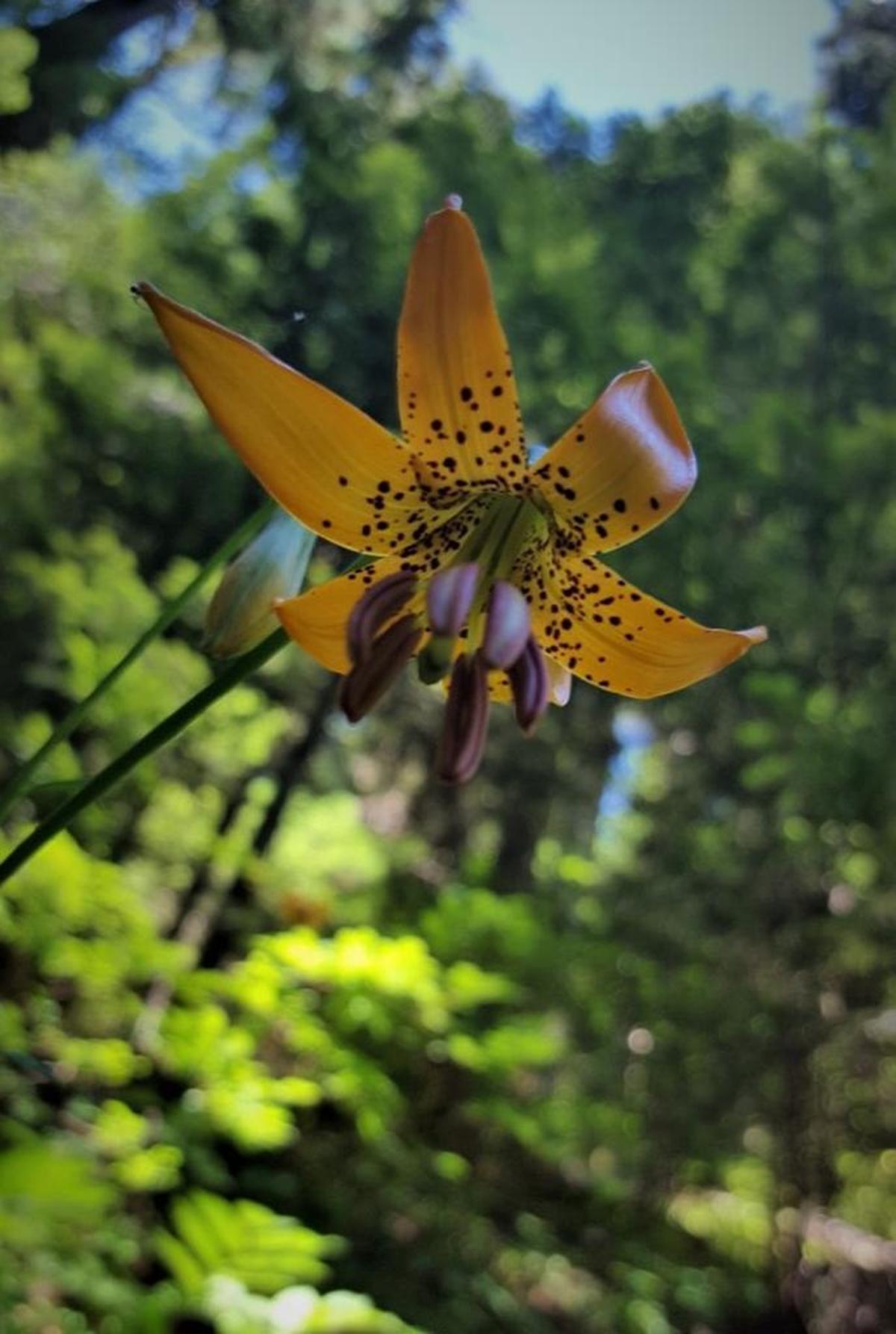 Spotted Yellow Lily on Chinidere Mountain Trail above Walupt Lake