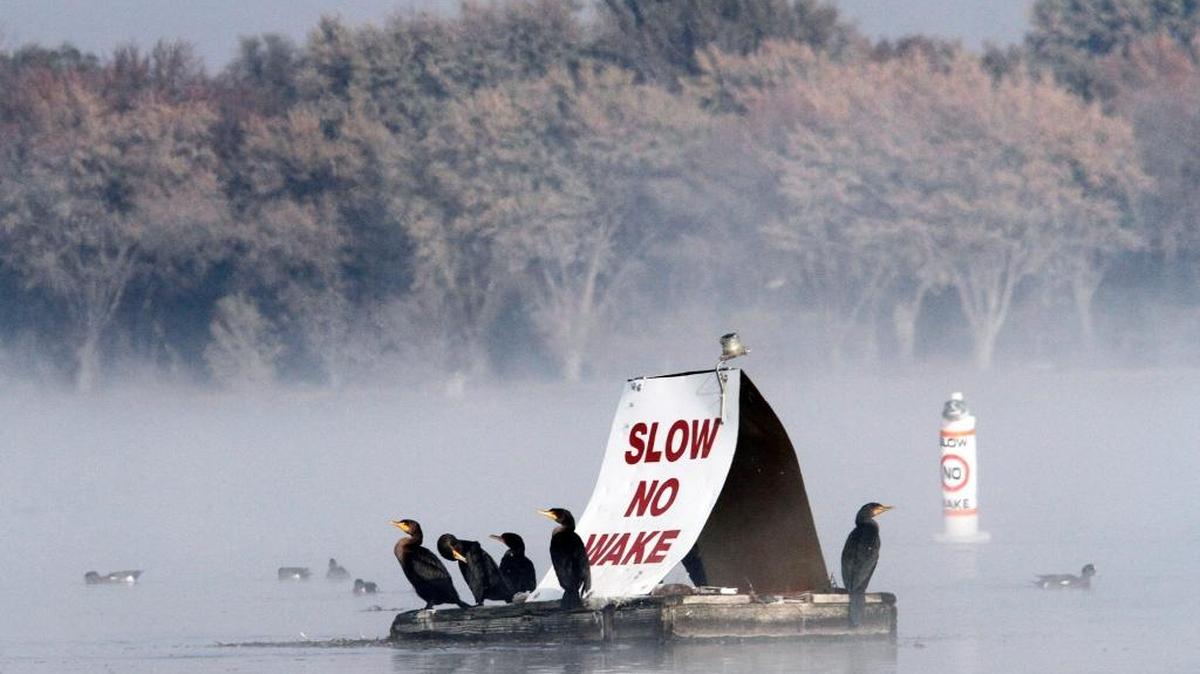 Cormorants congregate on a buoy on a foggy day at the Columbia River near the Columbia Park West Marina in Richland. Colder temperatures and patchy fog are forecast for the Tri-Cities.