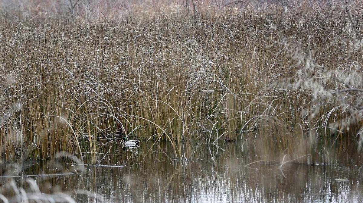 A Mallard drake paddles in Amon Creek, a popular hiking area for Tri-City residents.