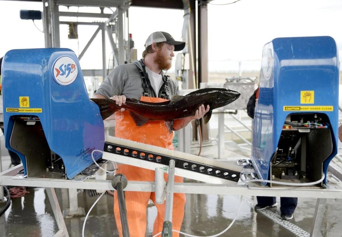 A worker sorts through fall Chinook salmon at Priest Rapids Hatchery on the Columbia River just below the Priest Rapids Dam and above the Hanford Reach in Grant County.