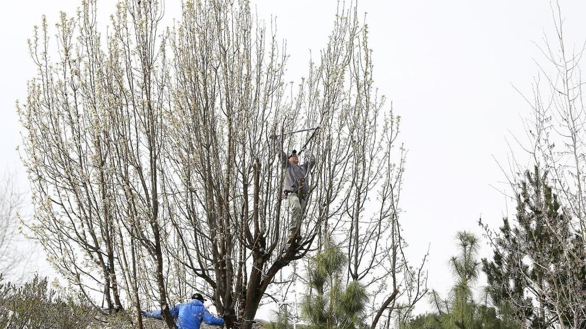 A pair of unidentified workers prune a blossoming tree in the backyard of a duplex in the 300 block of Canyon Lakes Drive in Kennewick.