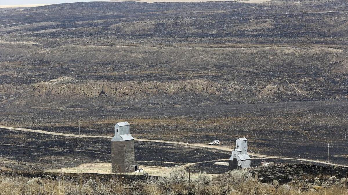 A pair of grain silos stand unscathed Wednesday in the scorched canyon along Highway 260 near Delaney Road between Connell and Kahlotus. The two farm buildings survived a nearly 6,000-acre brush fire that started Sunday near Connell and quickly spread to Kahlotus.