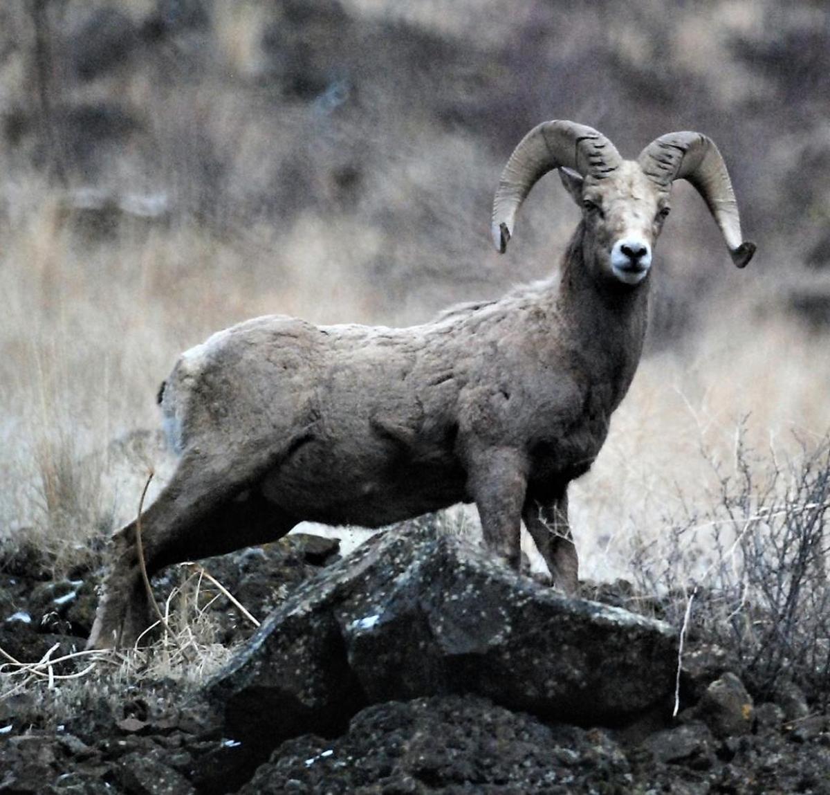 A bighorn sheep along the Yakima River Canyon.
