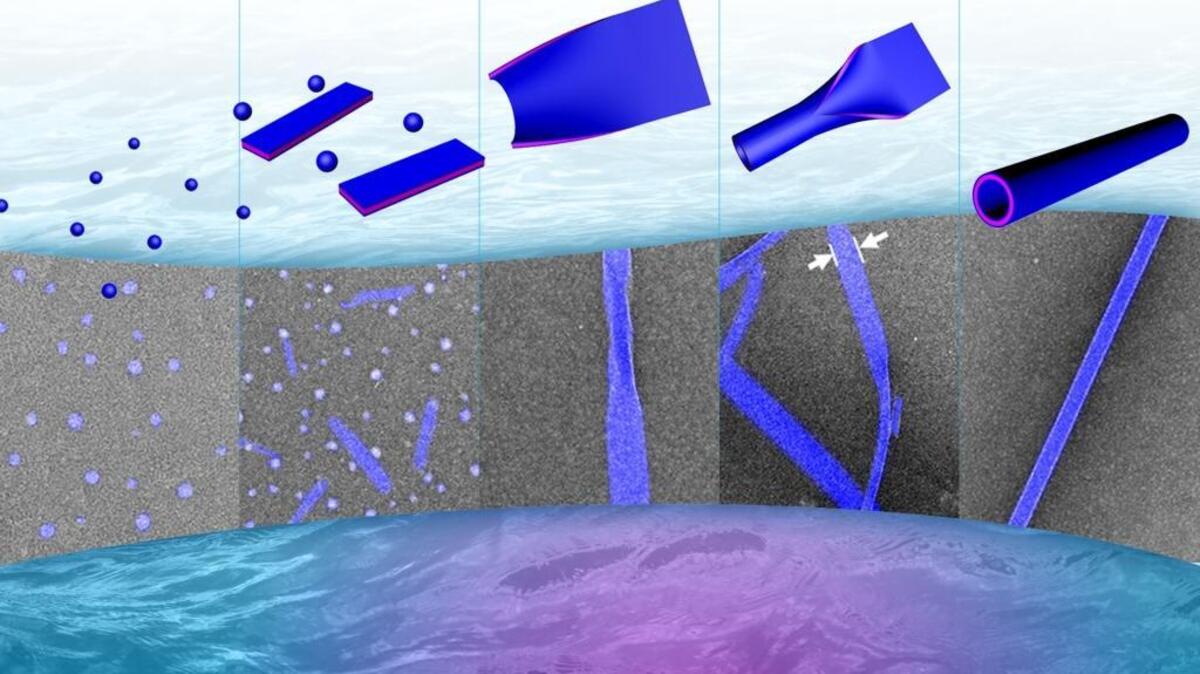Scientists at PNNL have created a new family of nanotubes built from stable, protein-like molecules that naturally form into sheets that then roll, seamlessly, into rigid, hollow tubes. They also demonstrated that that they could control the diameter, thickness and stiffness of the tubes — each thousands of times smaller than a human hair — to tailor them to specific uses.
