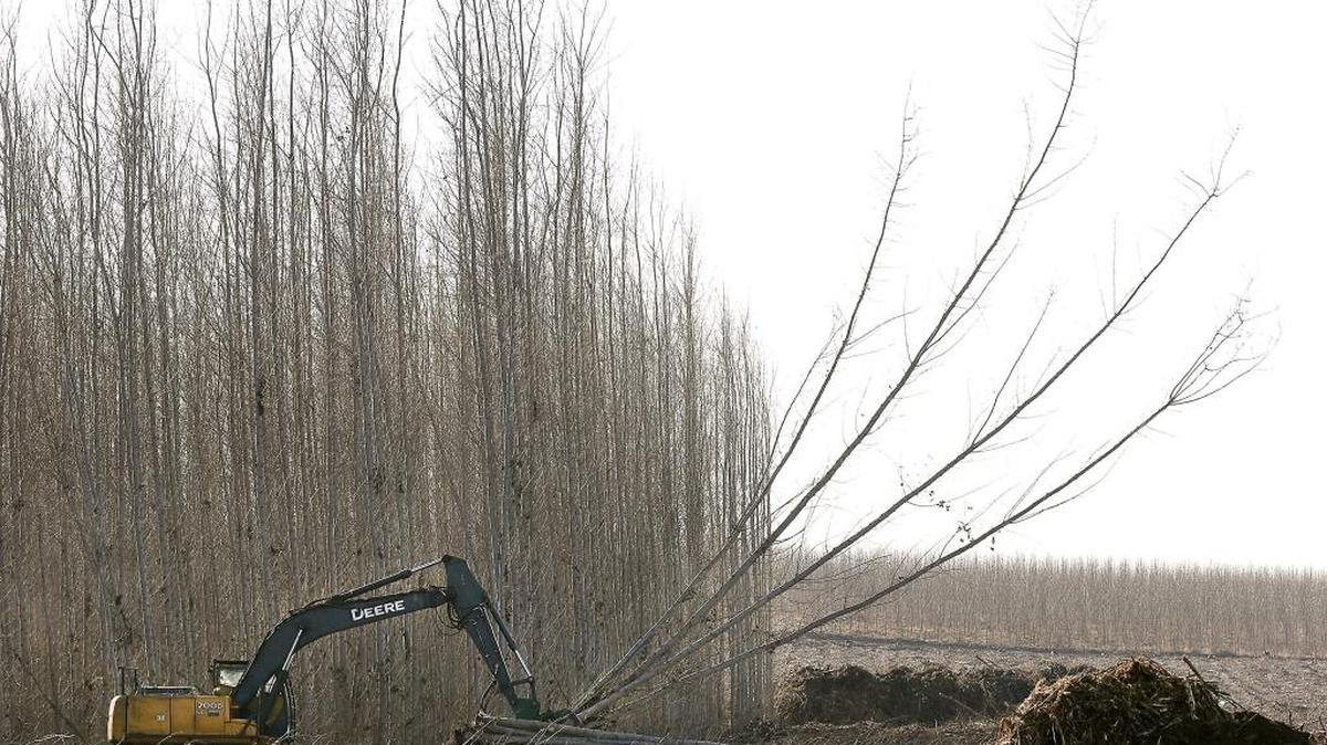 A specially-designed excavator cuts and stacks cottonwood trees Monday morning about five miles from Burbank on Highway 124. Andrewjeski Farms of Eltopia is under contract to harvest the 45-foot tall trees and deliver the chipped wood to the Boise pulp mill in Wallula, according to supervisor Eric Harden of Andrewjeski Farms. An estimated 106 semi-truck loads of chips, each weighing about 97,000 pounds, have been delivered so far this year, added Harden. Paper and cardboard products are manufactured at the Wallula facility.