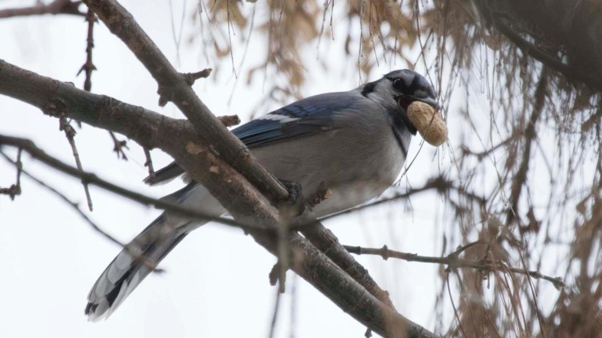A blue jay was spotted Dec. 30 for the first time during the Christmas Bird Count of the Lower Columbia Basin Audubon Society. Joe Harris took this photo a few days later on 32nd Avenue in Kennewick.