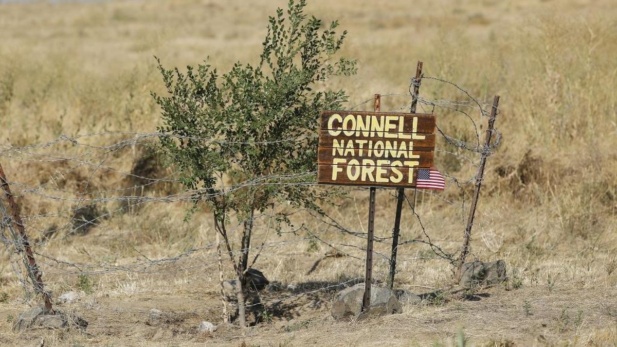 A lone tree sits in “Connell National Forest” traveling south on Highway 395 before mile marker 51.