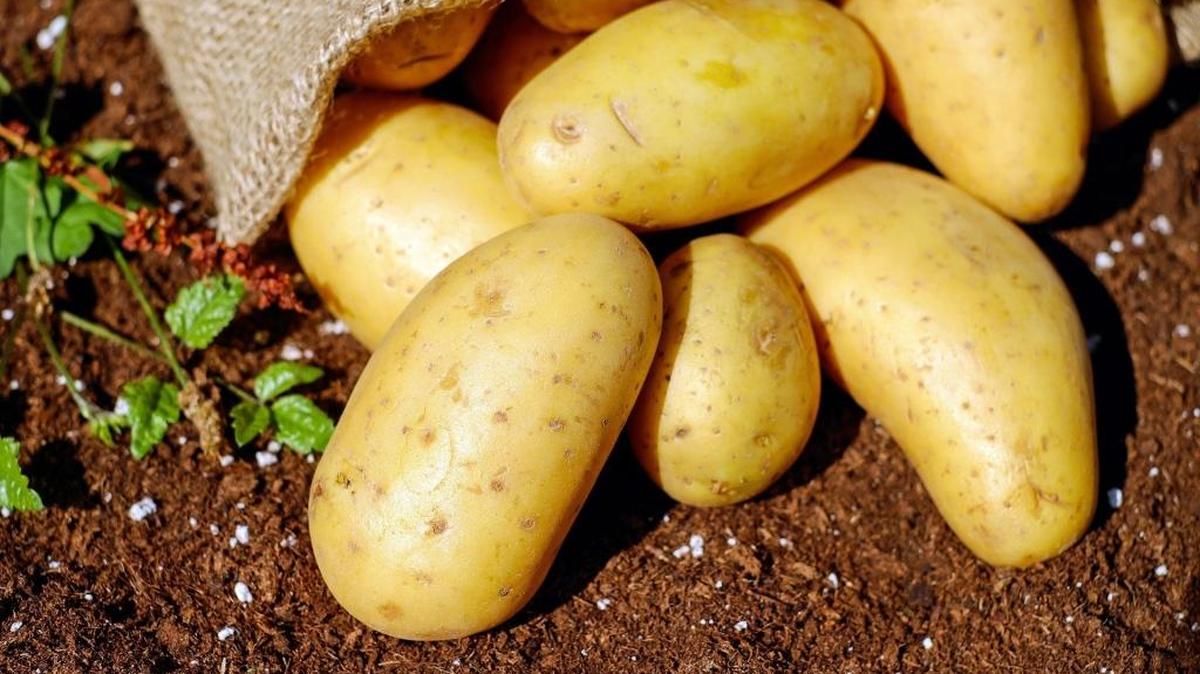 Washington Potato Co. has agreed to pay a civil penalty to settle a U.S. Department of Justice discrimination claim involving Freeze Pack, its Pasco vegetable processing plant.