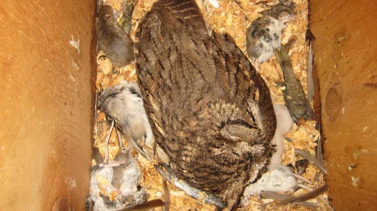 The male owl has been busy gathering food for the family and the nest is stocked with five mice, a headless sparrow and a headless fish.