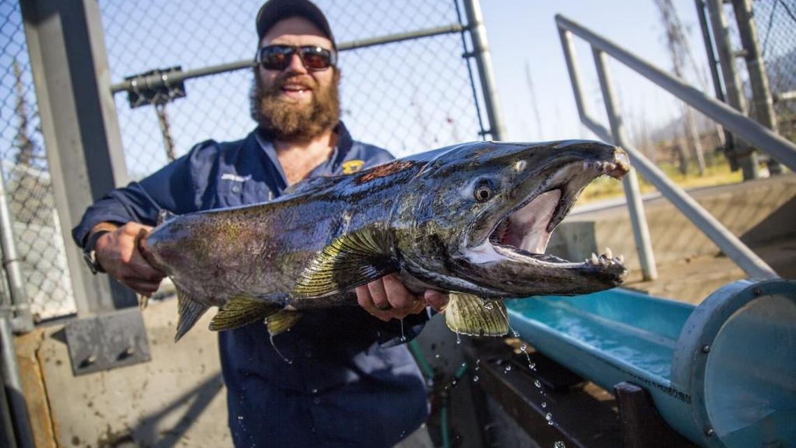 Jamie Mitchell Fish Hatchery Manager at IDFG holds a chinook salmon just pulled from the South Fork of the Salmon River.