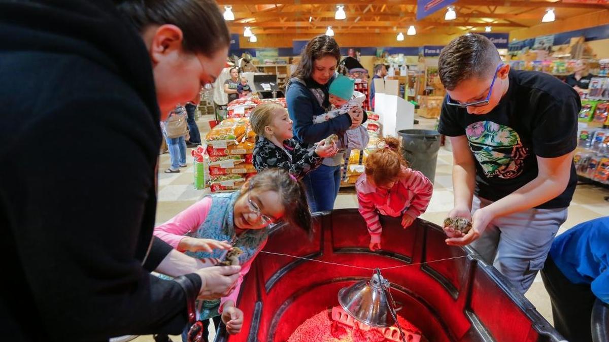 Tri-City families arrived at Basin Feed and Supply in Kennewick on Saturday to get a peek at the arrival of chicks during Chick Day 2018. A petting zoo was set up with bunnies, baby goats and more animals, along with face painting and snow cones.