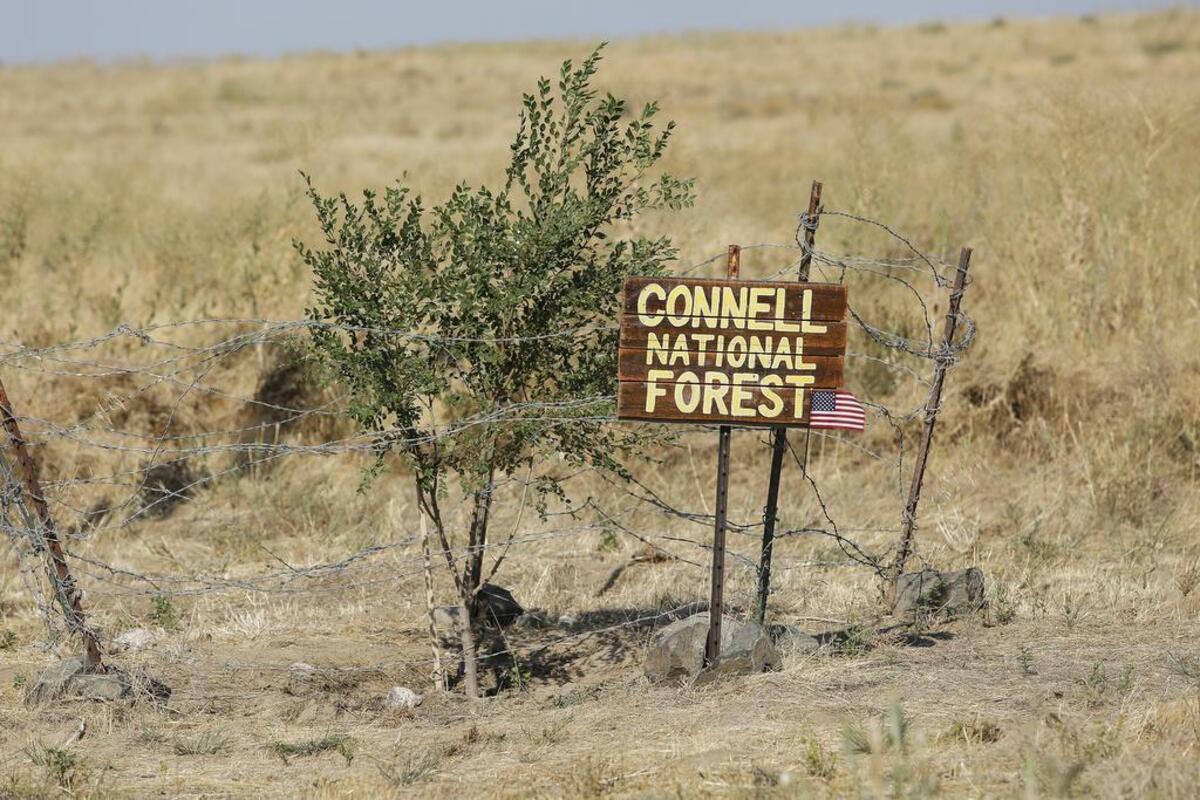 A lone tree sits in “Connell National Forest” traveling south on Highway 395 before mile marker 51.