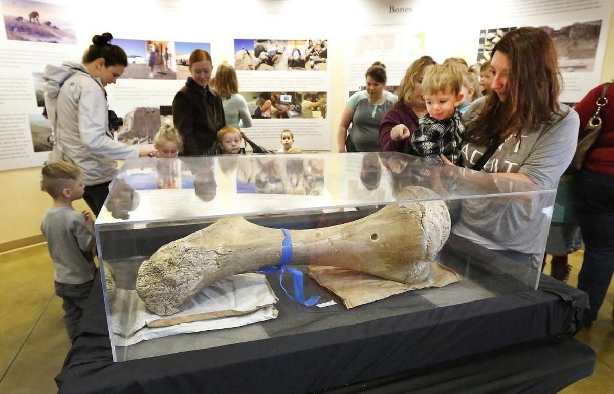 A mammoth’s left humorous bone excavated the Coyote Canyon Mammoth Site was on display at The Reach museum in Richland.