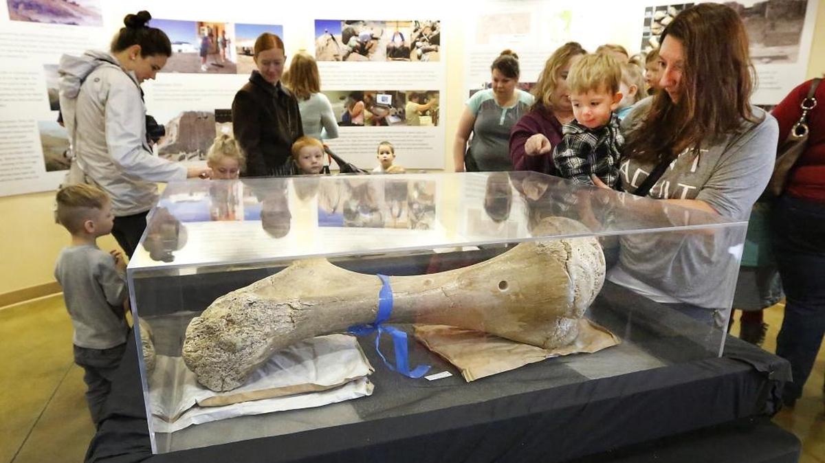 A mammoth’s left humorous bone excavated the Coyote Canyon Mammoth Site was on display earlier this year at The Reach museum in Richland.