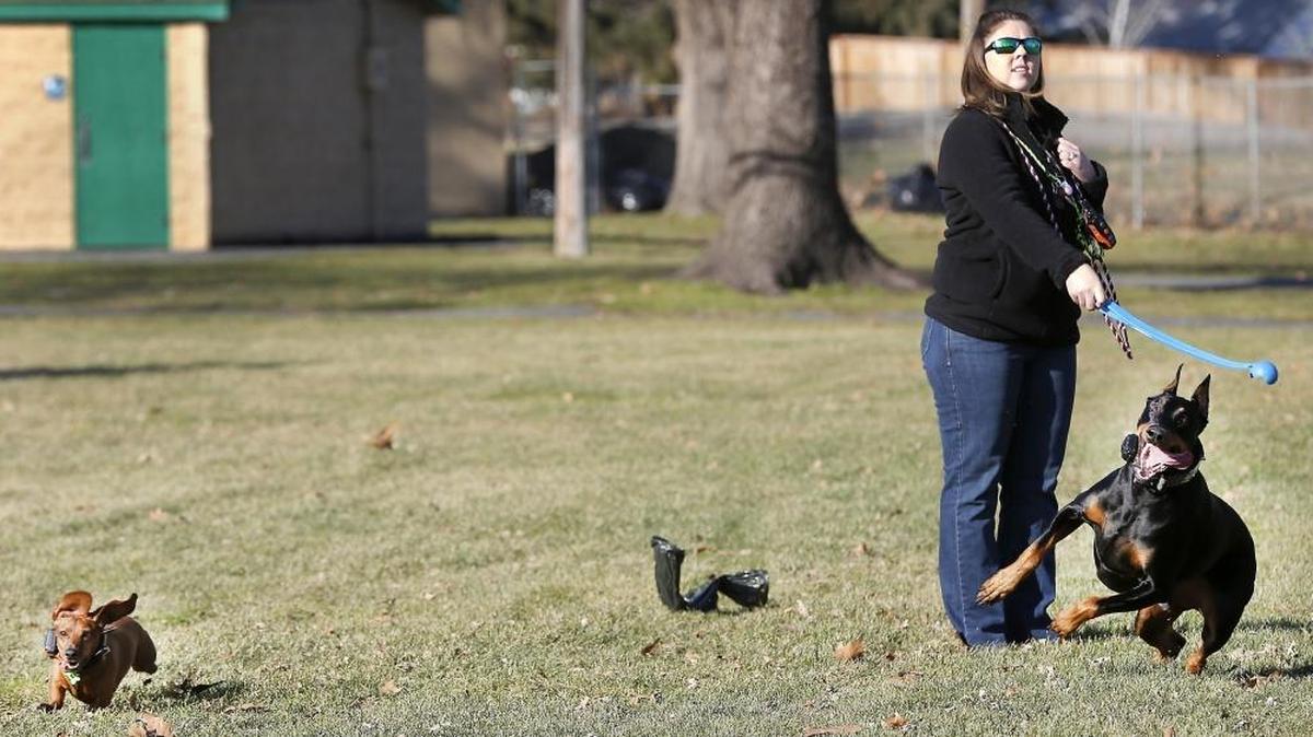 Ellyn Gribbon and her two dogs, Fritz, left and Dealer take advantage of Monday’s sunny weather to play fetch outdoors at Keewaydin Park in Kennewick. Despite their obvious size differences, the Dachshund and Doberman Pinscher played with a similar tenacity when chasing the bouncing tennis ball.