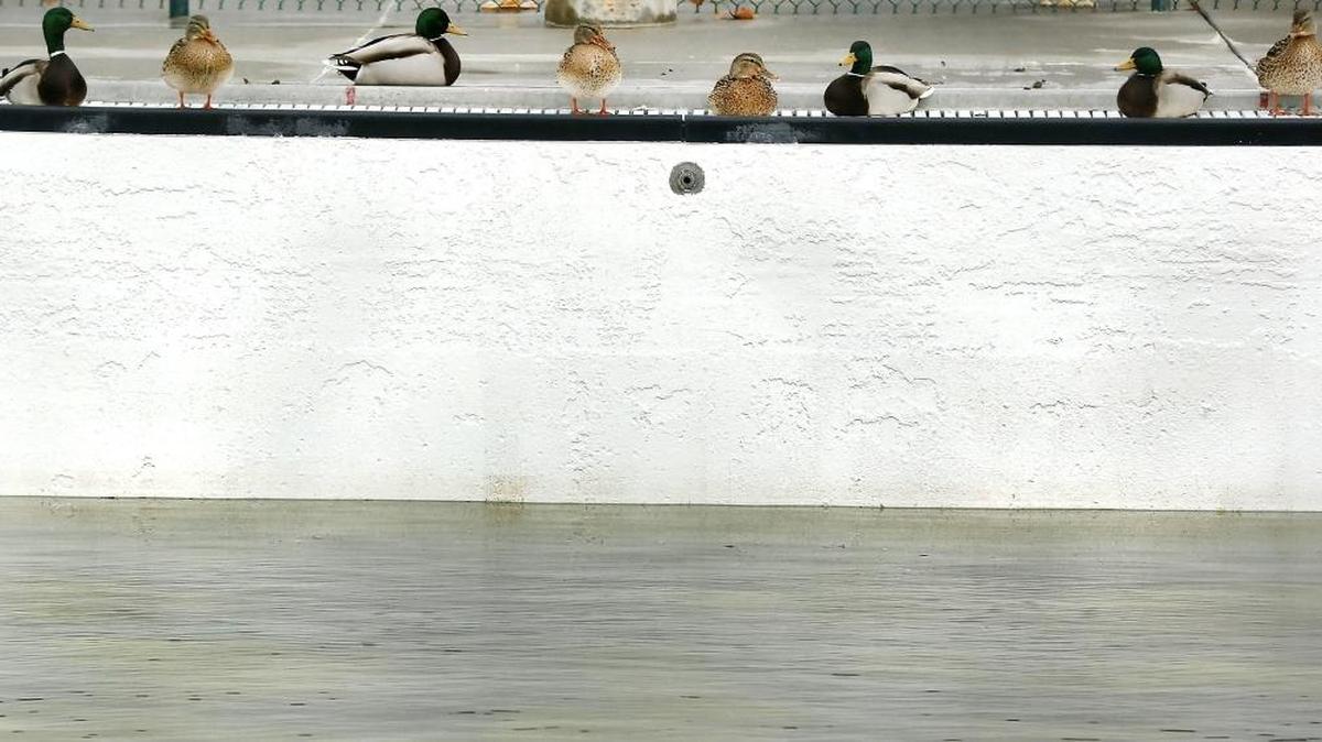 Migratory mallard ducks lounge poolside Thursday afternoon under mostly cloudy skies at the Kenneth E. Serier Memorial Pool in Kennewick. The waterfowl seem content to sleep and rest inside the fencing surrounding the public pool.