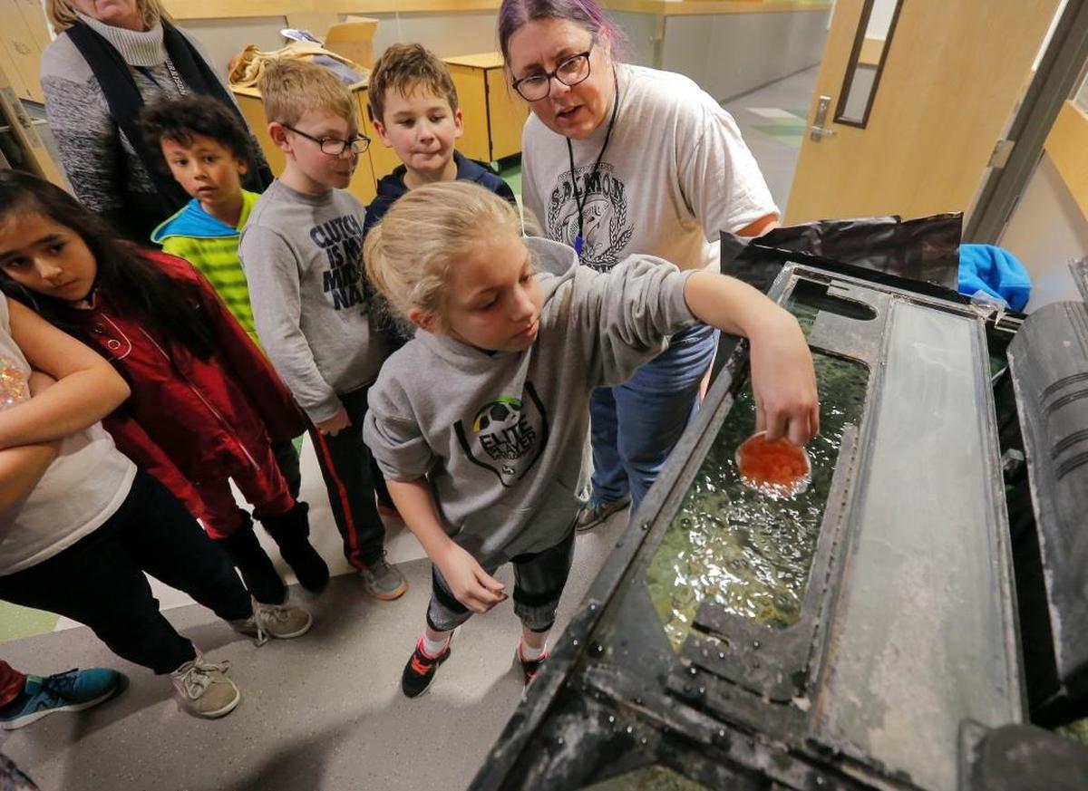 Fourth-grade students from Marcus Whitman Elementary in Richland watch their classmate Josilyn Maddison pour salmon eggs into a fish tank. The Benton Conservation District delivers the eggs to about 50 area schools. Students raise and study the fish and then release them into the river in the spring.