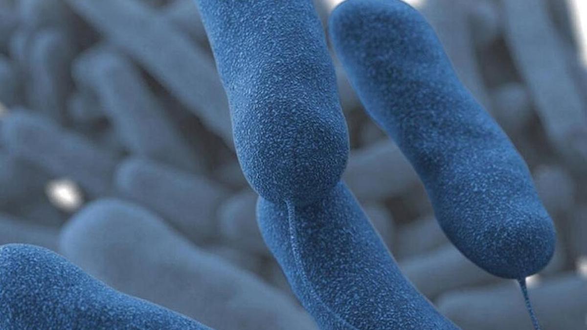 Legionnaires’ disease is a type of pneumonia, with symptoms such as coughing, shortness of breath, fever, muscle aches and headaches. The bacteria was named after an outbreak of pneumonia at an American Legion convention in Philadelphia in 1976.