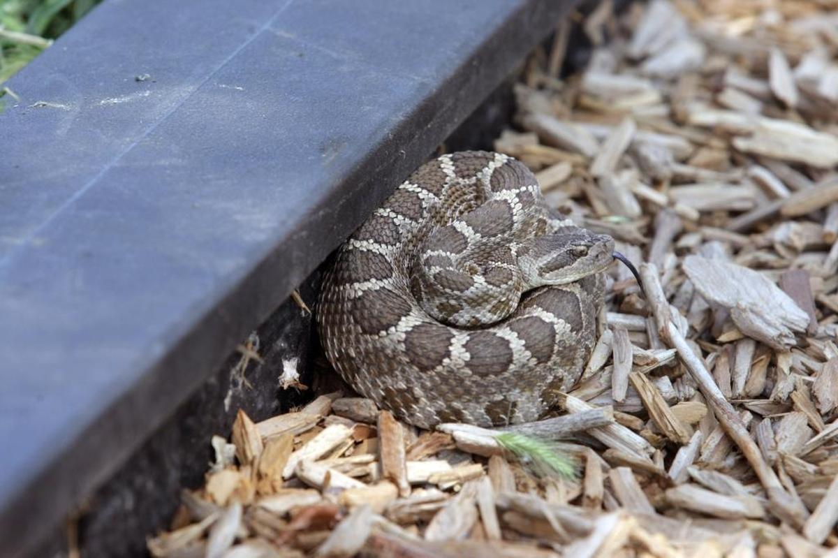 A coiled rattlesnake flicks its tongue into the air in 2011 near playground equipment in Columbia Park.