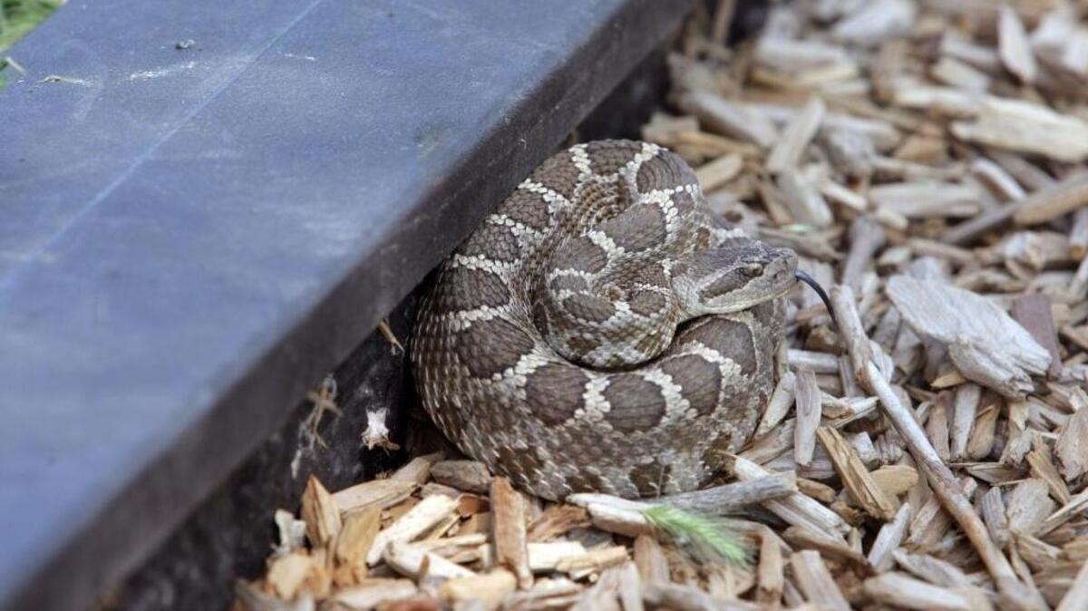 Rattlesnake season safety tips for Tri-Cities and WA trails | Tri-City ...
