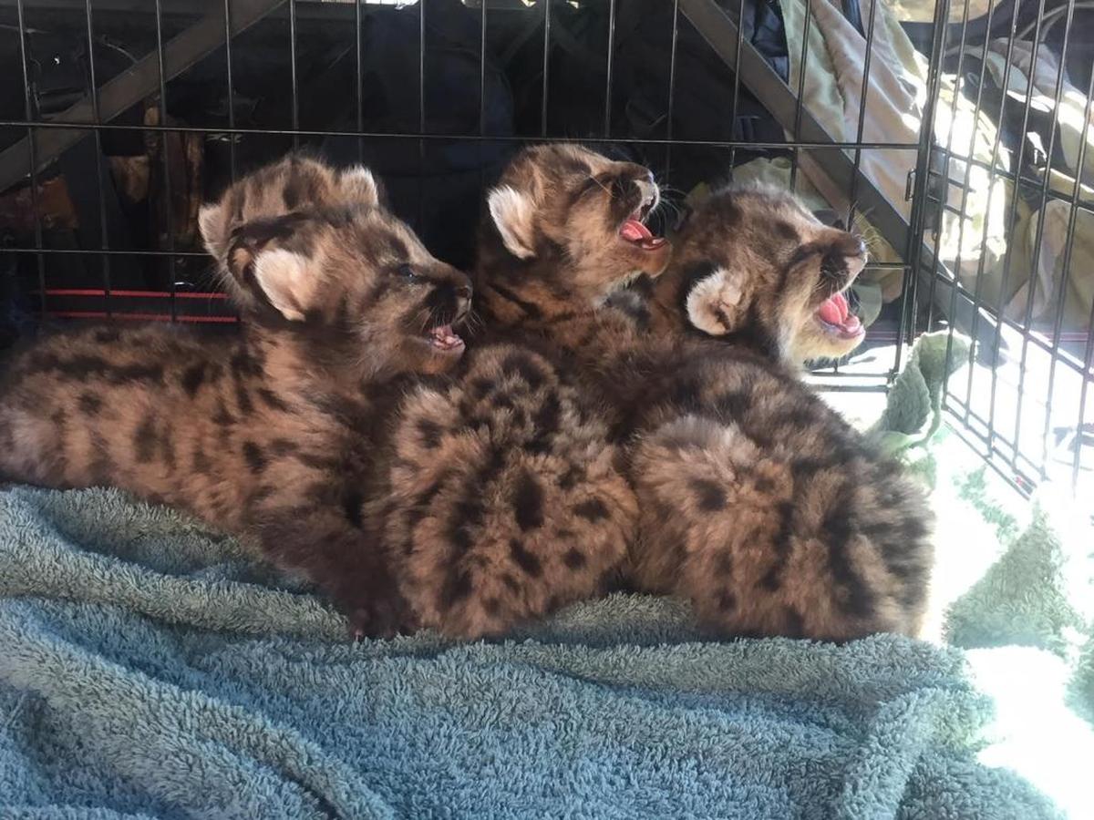 Four cougar cubs were recued near Colville on Sept. 25 after their mother was shot by a hunter who didn’t know she had a litter. The two male cubs were taken by a zoo in New Jersey and the two females are in the Toledo (Ohio) Zoo.