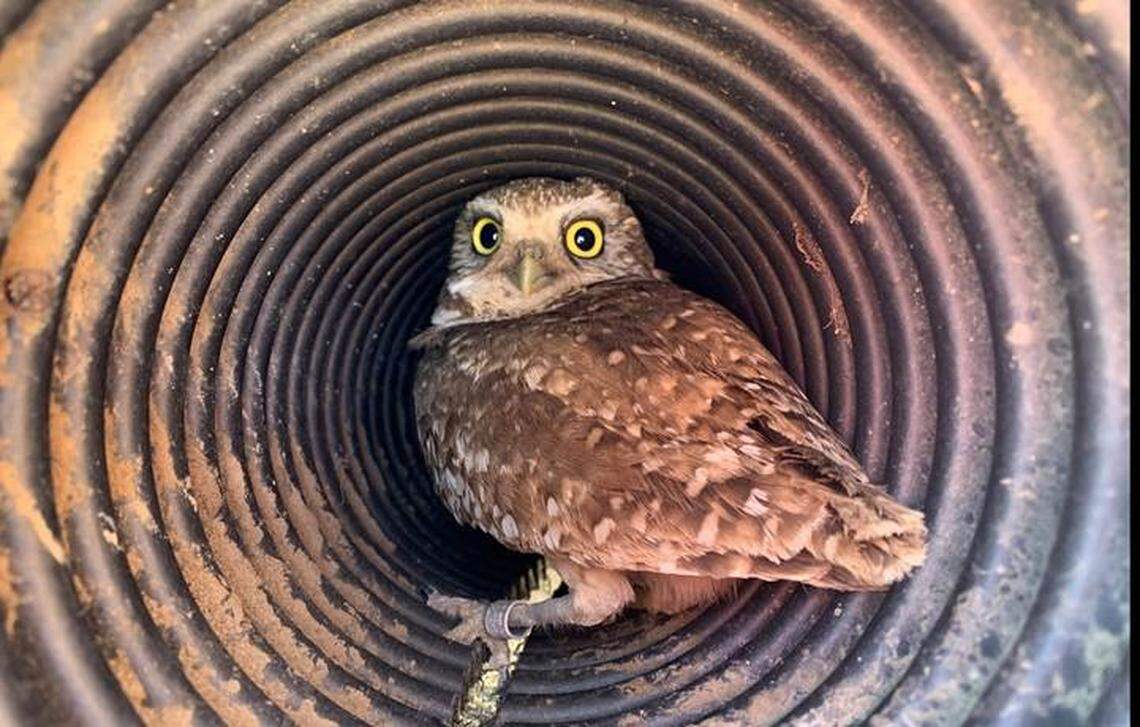 A burrowing owl sits inside an entry tube of an artificial burrow.