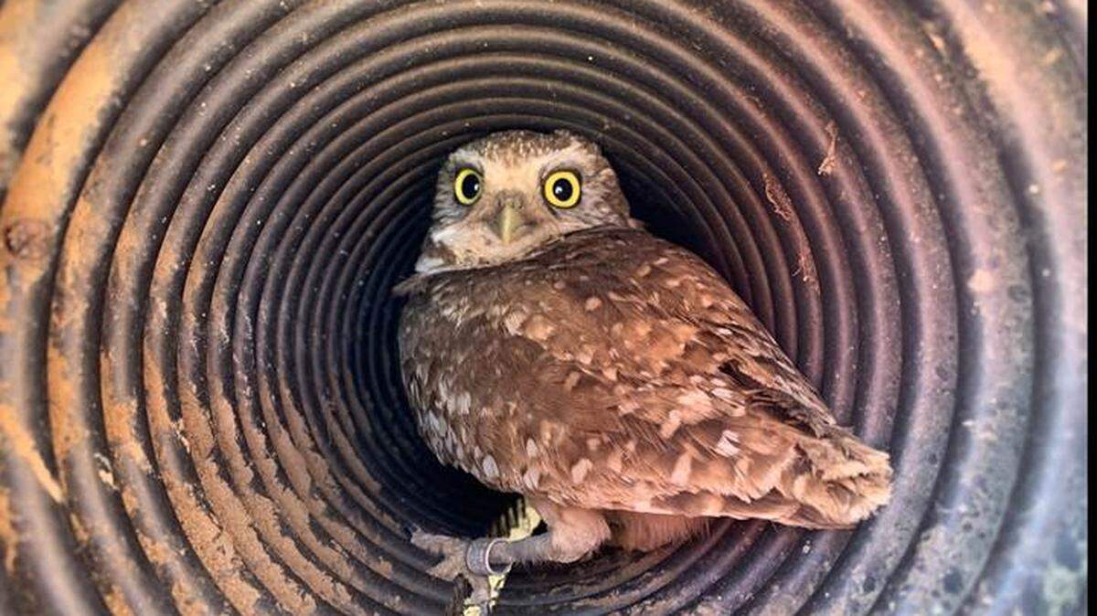 A burrowing owl sits inside an entry tube of an artificial burrow.