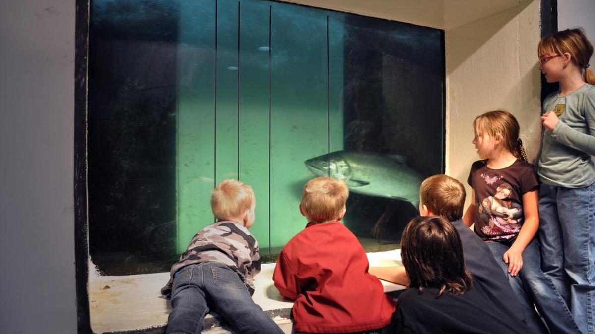 
Children watch a fall chinook swim past the north shore fish window at McNary Dam.
