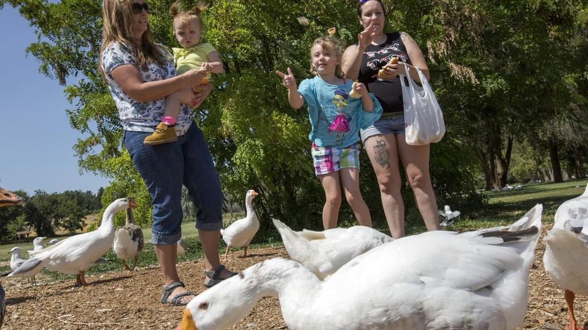 Tonnette Michel, left, holds Ada Jean Gray, 2, while Addy Evans, 6, center, and her aunt, Abby Arnspiger, feed ducks, geese and gulls near a pond Thursday at Columbia Park in Kennewick. Friday will be sunny with a high near 88, according to the National Weather Service.