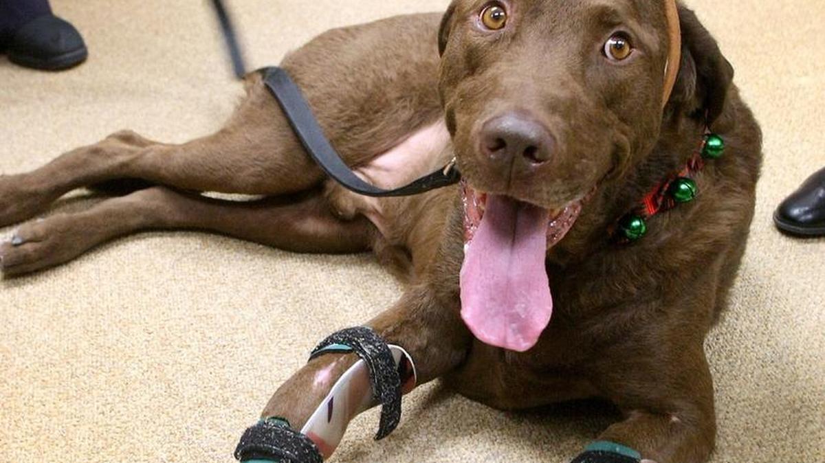 Chocolate, seen here visiting Eastgate Elementary School in Kennewick in 2008, was put down last month because he was suffering from lymphoma. Seven years ago, he was found abandoned with two broken front legs, and the Tri-City community donated nearly $30,000 to help pay his medical bills.