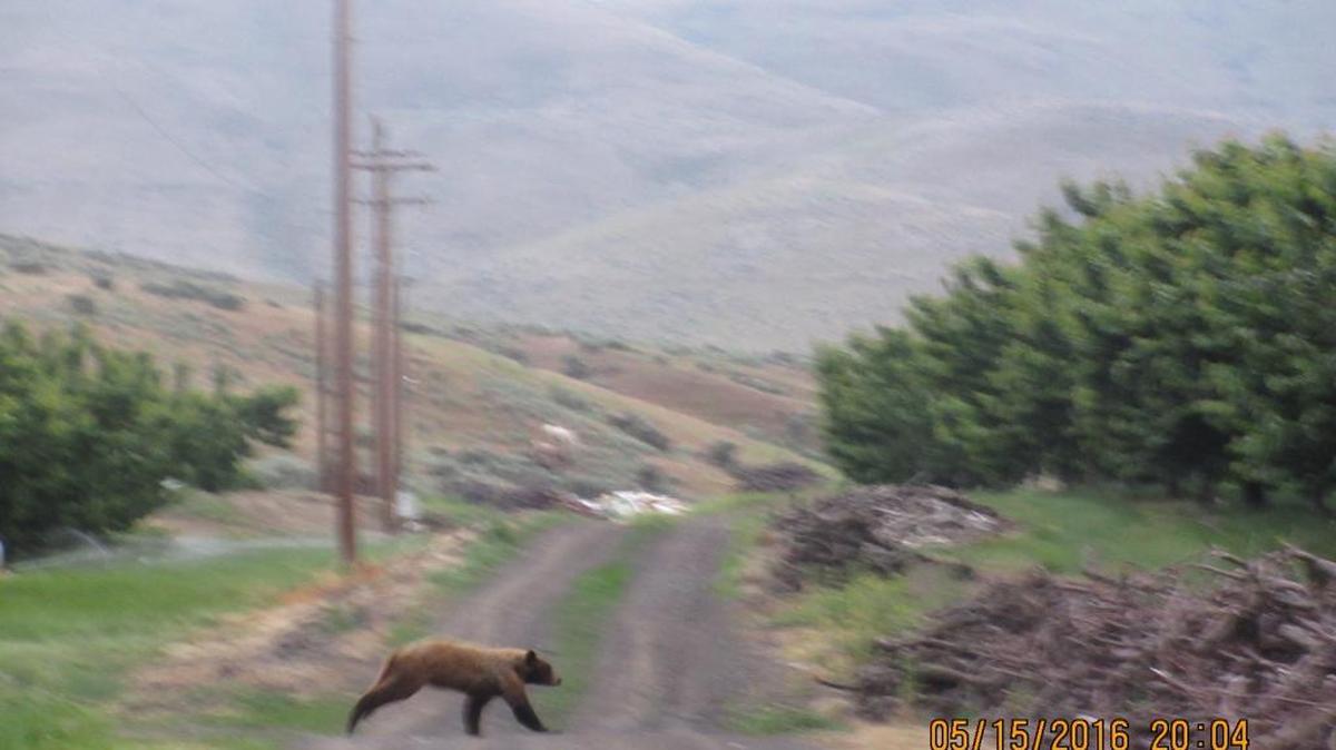 This black bear has been seen wandering in orchards west of Prosser since about a week ago. This picture was taken by two Mormon missionaries.