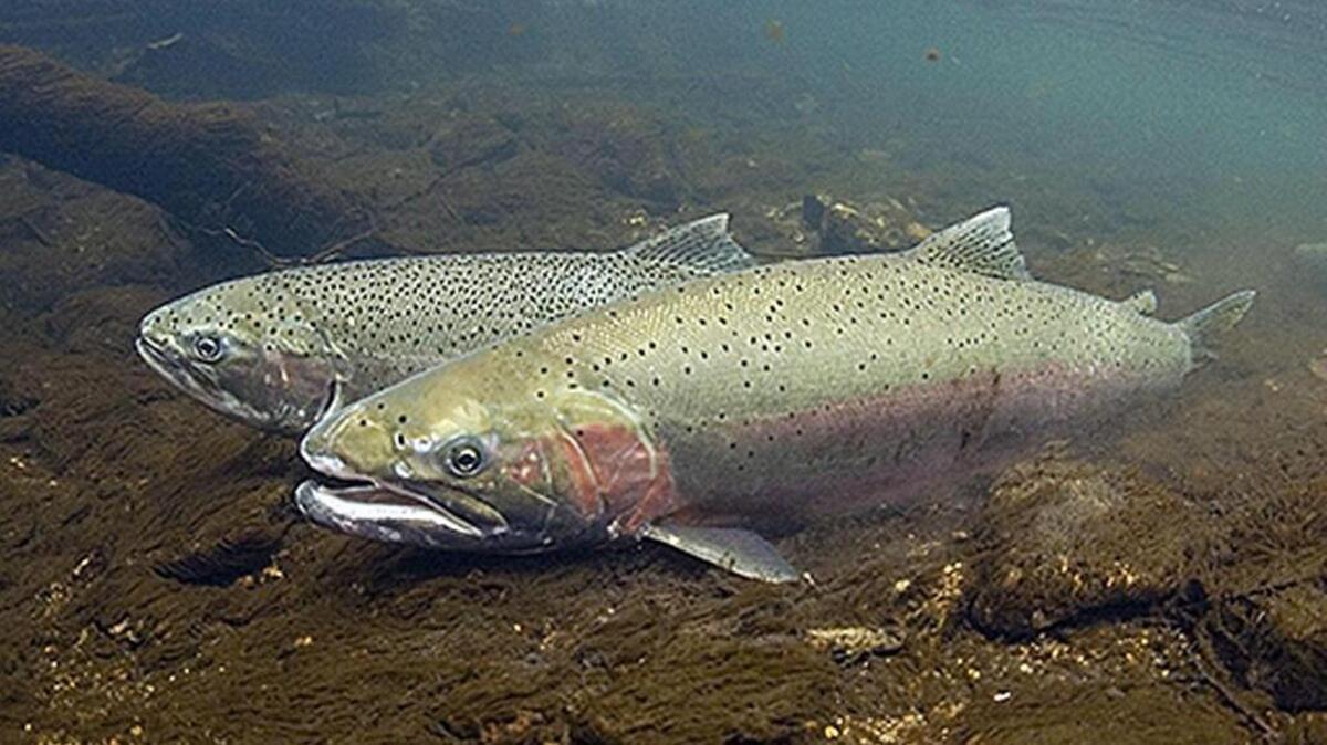 Anglers who catch steelhead with a hole punched in their tails in the upper Columbia River from Oct. 1 through Dec. 6 must release them. The punch hole serves as a warning that they have been sedated with a chemical anesthetic, MS-222, during sampling at Priest Rapids Dam.