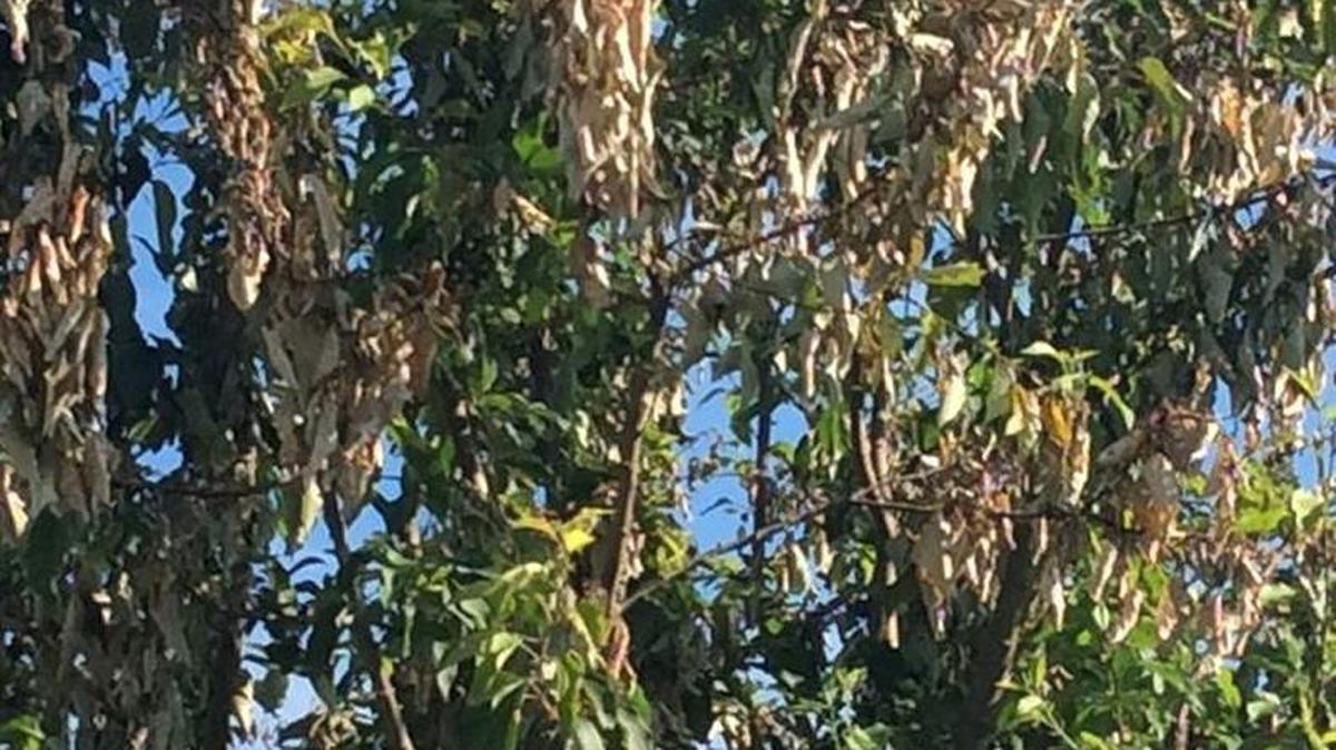 The city of Pasco will be removing about 110 Spring Snow Crabapple trees from west Pasco. The trees all have fire blight, a destructive, bacteria-caused disease that can be spread by bees.