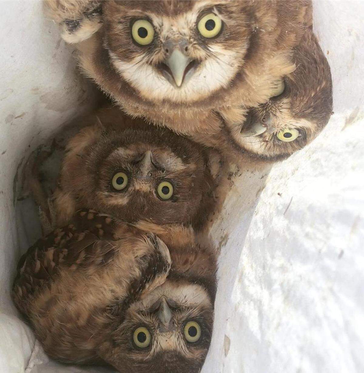 A group of burrowing owls inside a bag await banding and release.