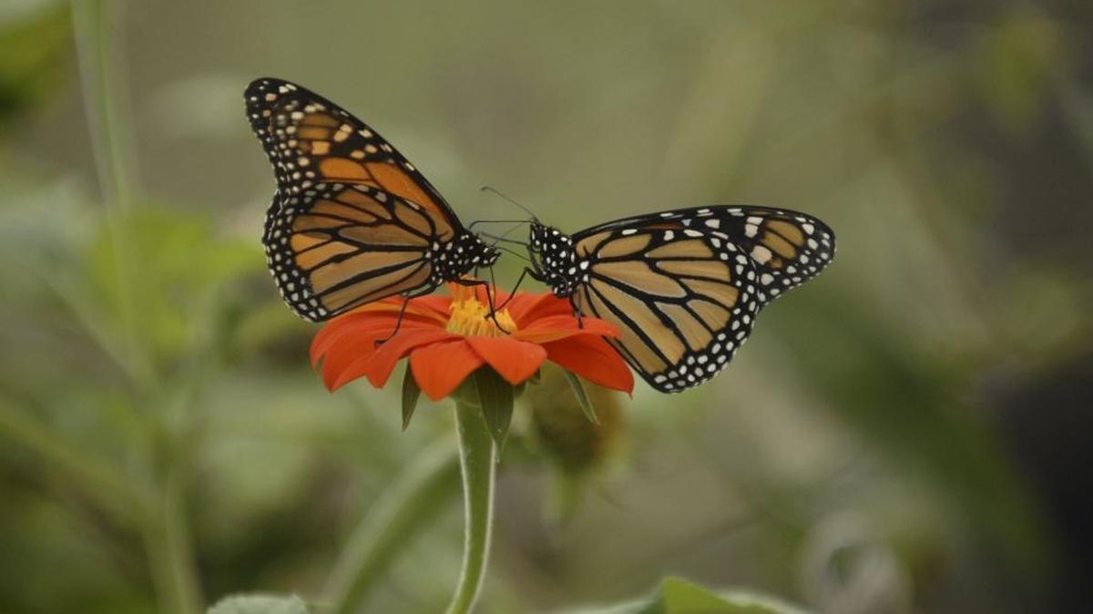 Benton City farmer Bill Mast who owns the property along the Yakima River has been named the Wildlife Steward of the Year for his efforts to offer a haven for ducks, wildlife and monarch butterflies.