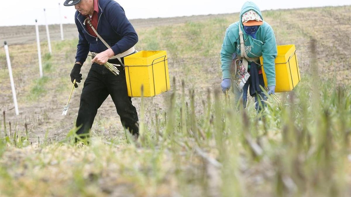 Jesus Lara, left, and his wife, Elena, work together Wednesday morning cutting asparagus from a field at Middleton Six Sons Farms near Pasco off the Pasco-Kahlotus Highway. Watch a video at tricityherald.com/video