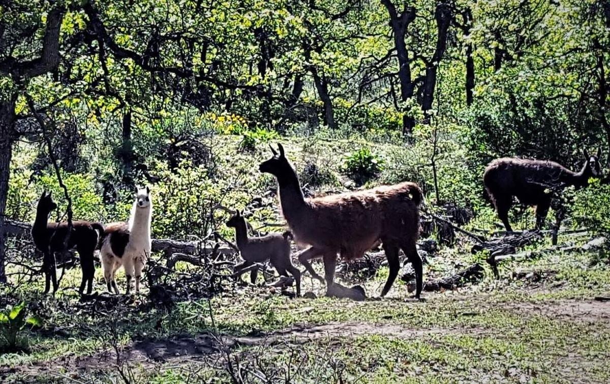 Llamas in the forest along the Tieton River Nature Trail near the Oak Creek Wildlife Recreation Area west of Yakima.