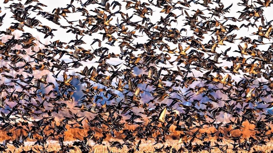 Bird hunting costs to go up at some national refuge areas near Tri-Cities