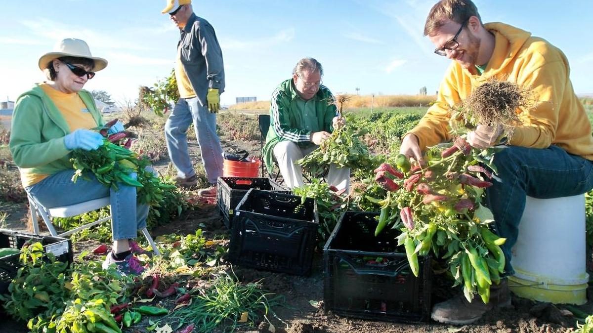 
From left, Susan Koenig, Rob Koenig, Fred Mann and Luke Hallowell, all with Fields of Grace, glean peppers Tuesday from a research farm plot at Columbia Basin College in Pasco. The organization expected to pick another 1,000 pounds of peppers after harvesting about 2,600 pounds earlier this month. Since 2006, the group has partnered with area farmers and homeowners to harvest more the 1.5 million pounds of produce for local food banks.
