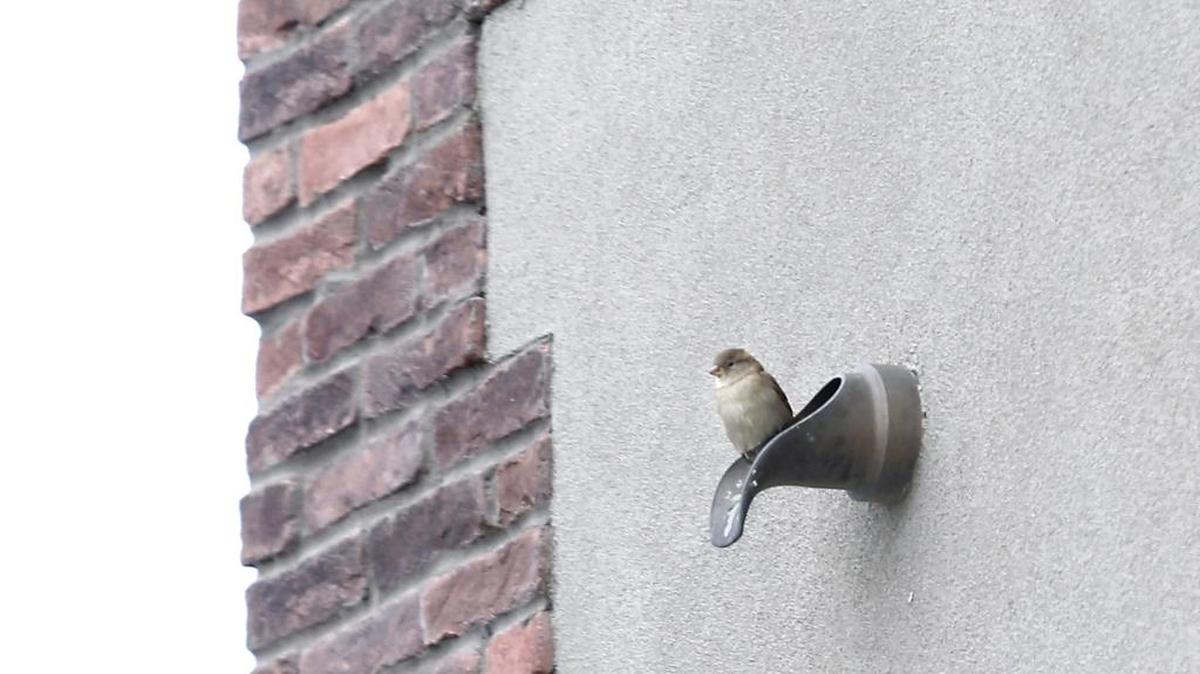 A small bird finds a seemingly comfortable perch in a roof gutter drain recently at a restaurant in Richland.